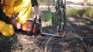 Lawn Watering Services in The Colony, TX