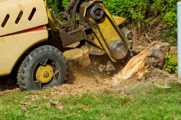 Best Hazardous Tree Removal  in The Colony, TX
