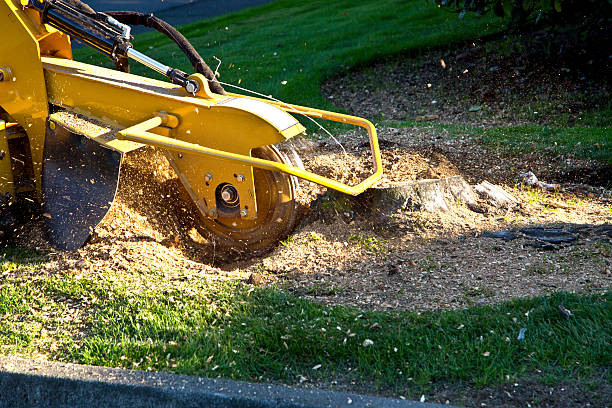 Professional Tree Services in The Colony, TX